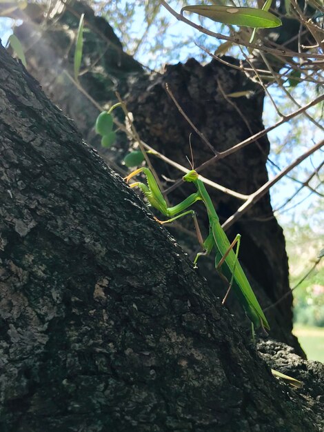 Close-up of insect on tree trunk