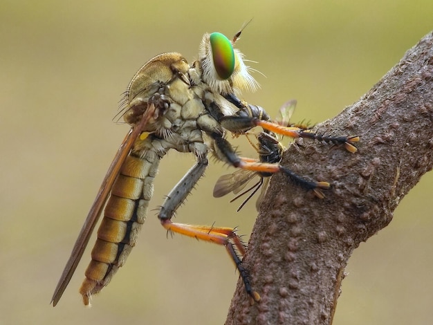 Photo close-up of insect on tree trunk