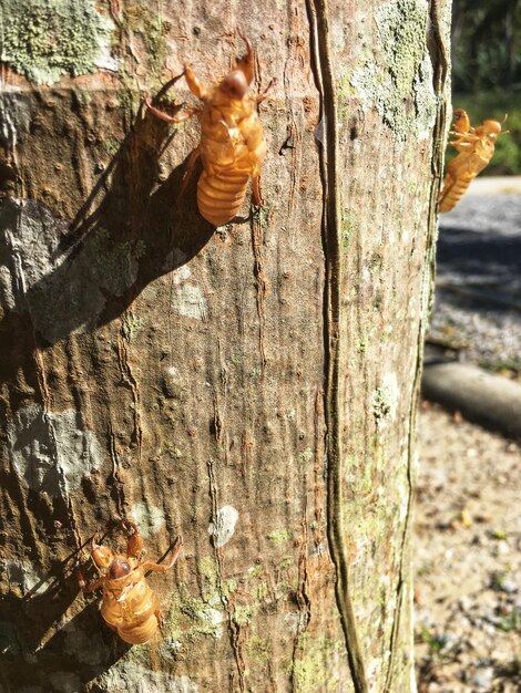 Close-up of insect on tree trunk