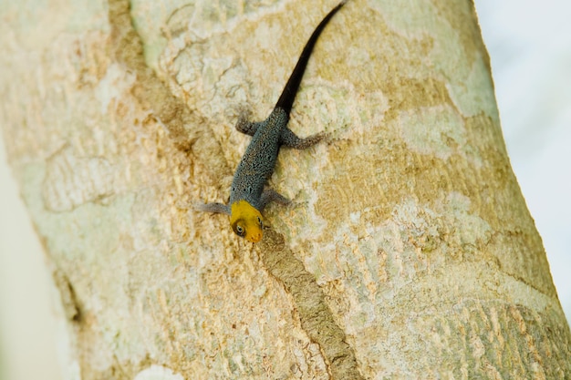 Photo close-up of insect on tree trunk