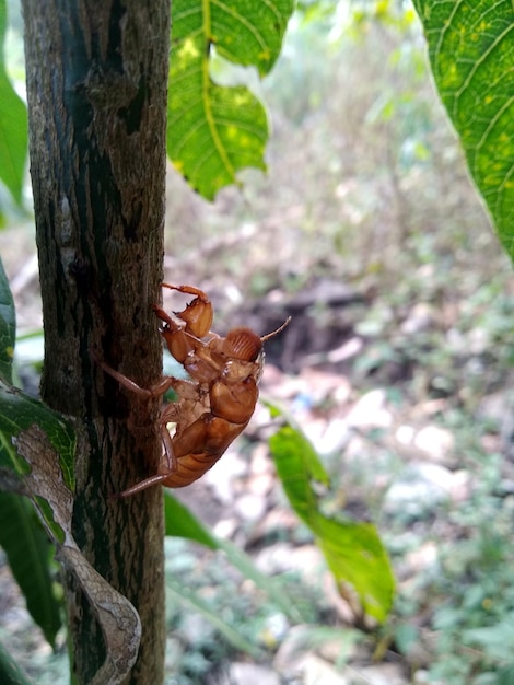 Close-up of insect on tree trunk