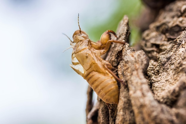 Photo close-up of insect on tree trunk