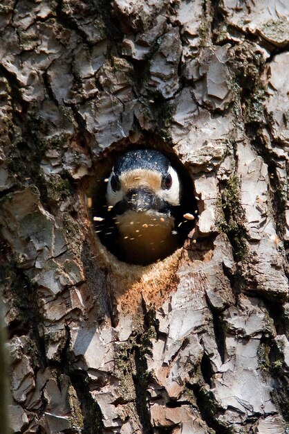 Close-up of insect on tree trunk