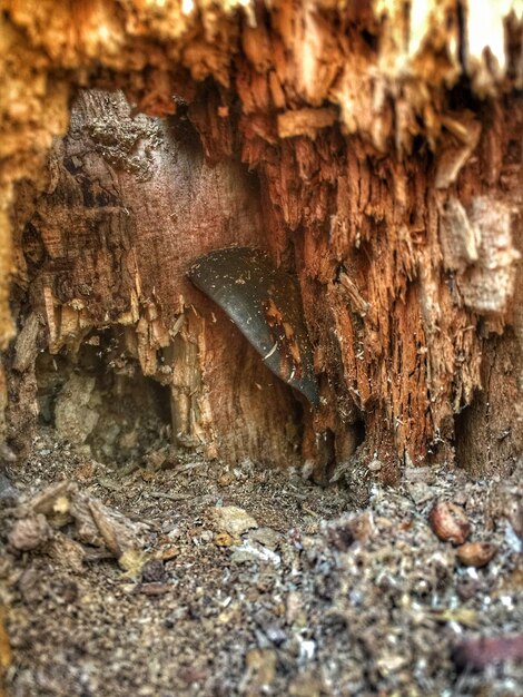 Close-up of insect on tree trunk