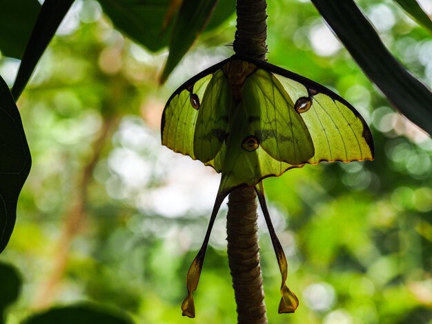 Close-up of insect on tree