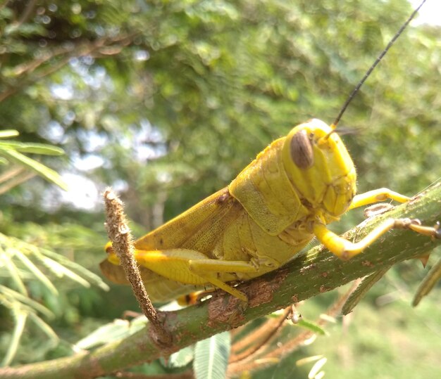 Photo close-up of insect on tree