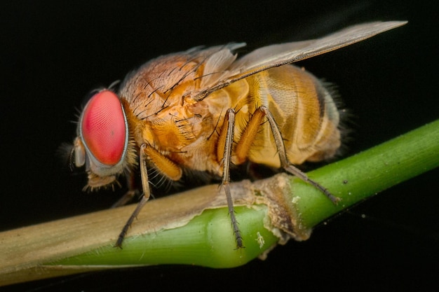 Foto close-up di un insetto su un ramo su uno sfondo nero