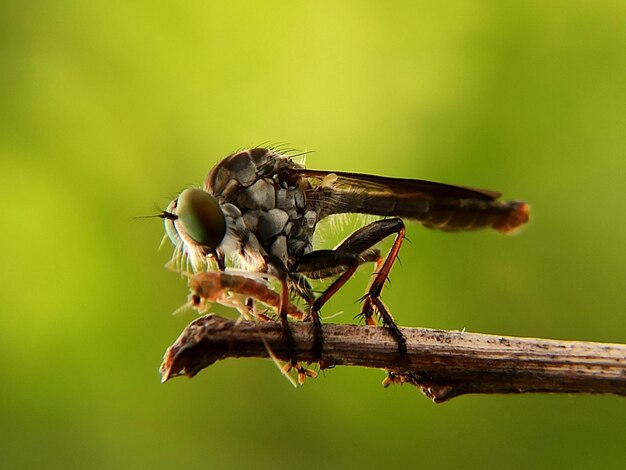 Close-up of insect on twig