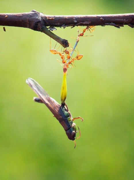 Close-up of insect on twig