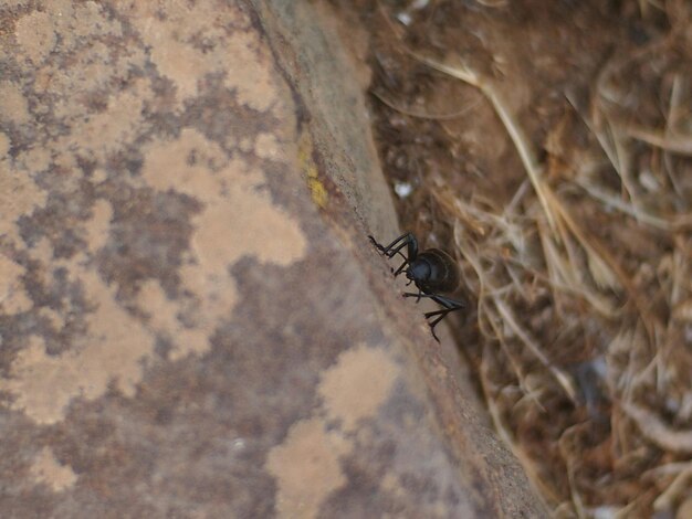 Photo close-up of insect on wall