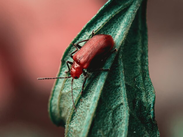 Photo close-up of insect on wall