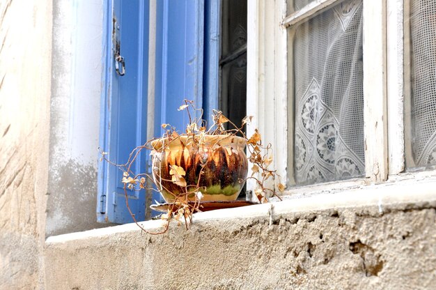 Photo close-up of insect on wall