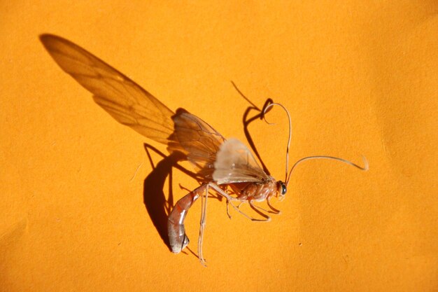 Close-up of insect on wall