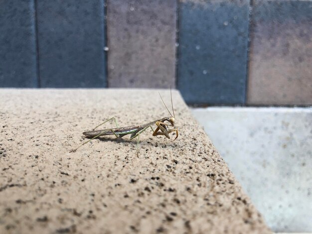 Close-up of insect on wall