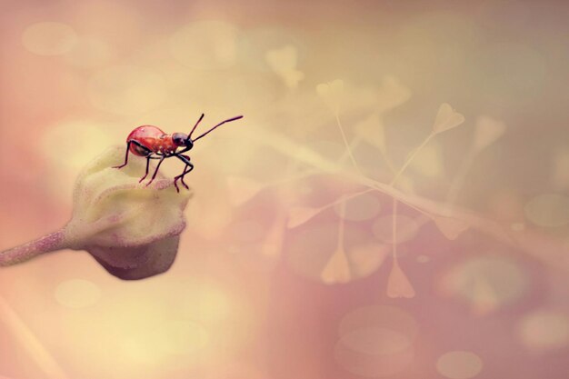 Close-up of insect on wall