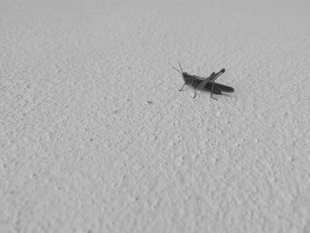 Photo close-up of insect on wall