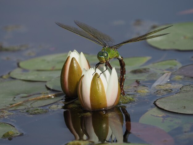 Close-up of insect on water lily