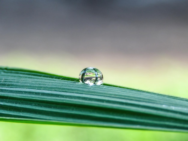 Photo close-up of insect on water