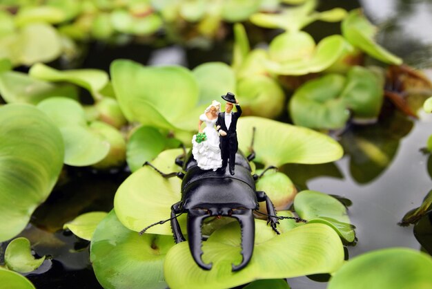 Photo close-up of insect on wedding