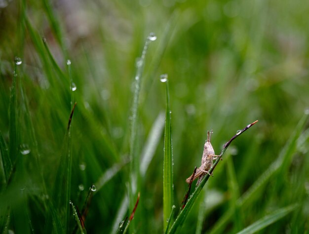 Close-up of insect on wet grass