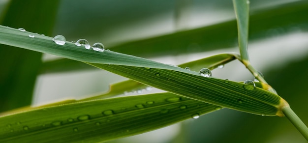 湿った葉の上にある昆虫のクローズアップ