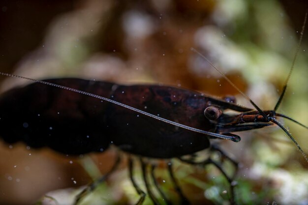 Photo close-up of insect on wet leaf