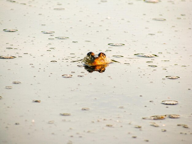 Close-up of insect on wet sand