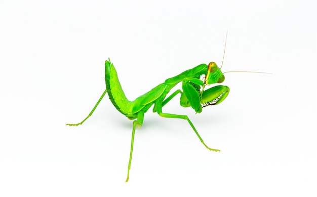 close-up of insect on white background