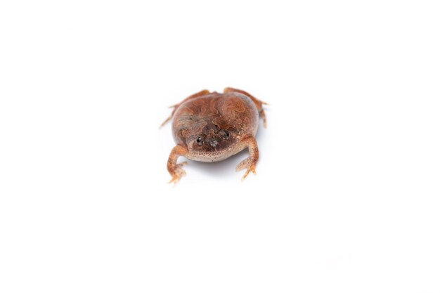 Photo close-up of an insect over white background