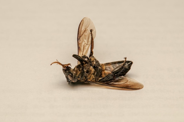 Close-up of insect on white background