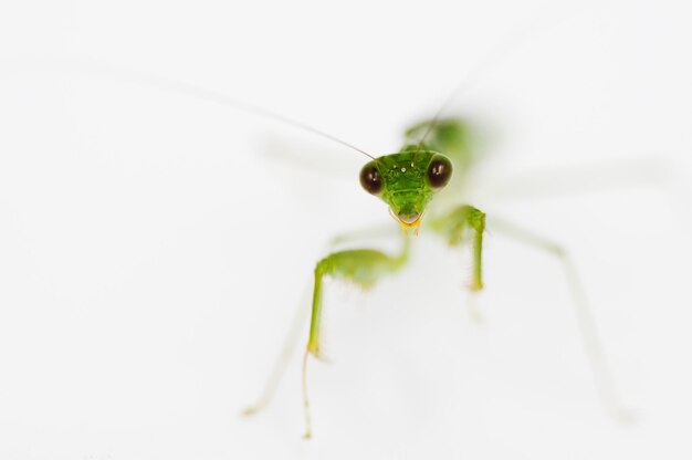 Close-up of insect on white background