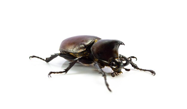 Photo close-up of insect on white background