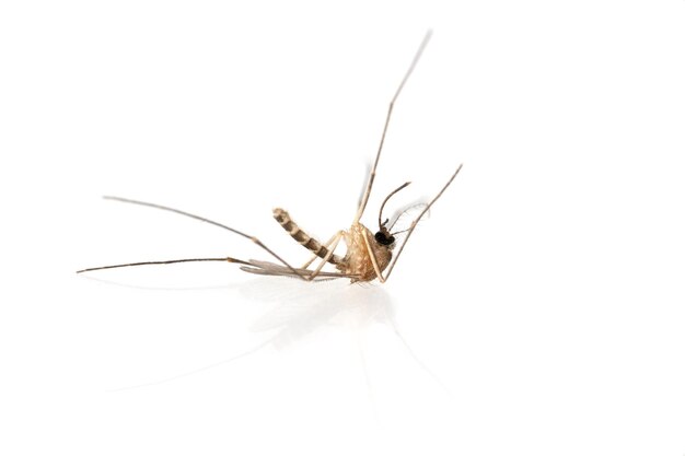 Close-up of insect on white background