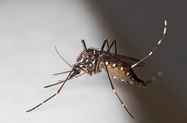  바탕 에 있는 곤충 의 클로즈업