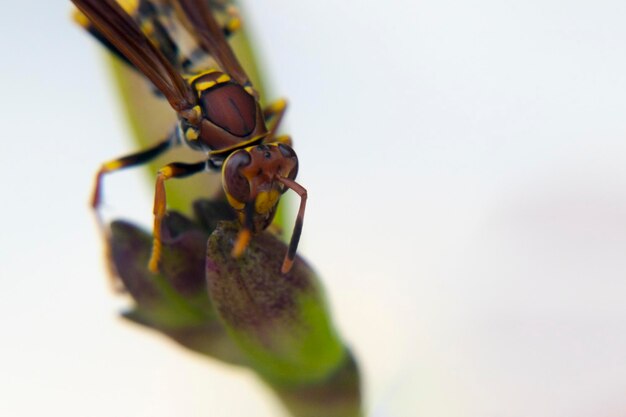 Photo close-up of insect on white background