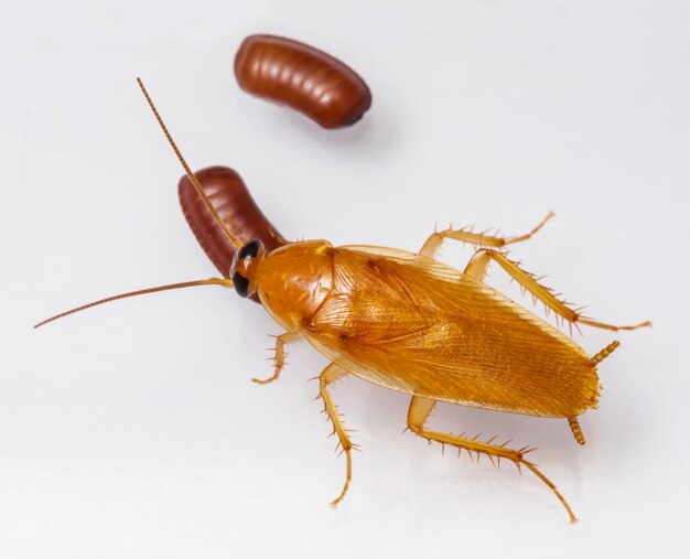 Photo close-up of insect on white background