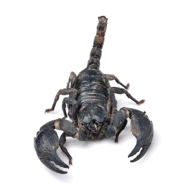 Close-up of insect on white background