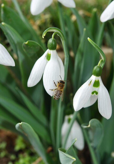 Close-up of insect on white flower