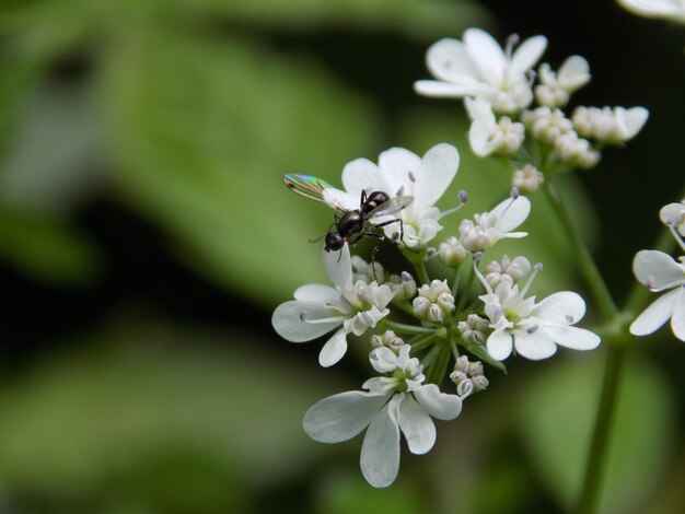 Close-up of insect on white flower