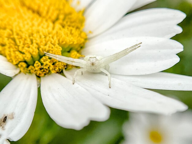 Close-up of insect on white flower