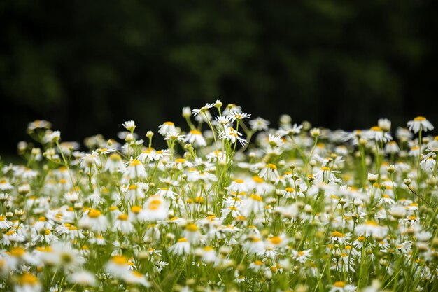 Photo close-up of insect on white flower