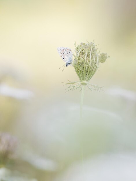 Photo close-up of insect on white flower