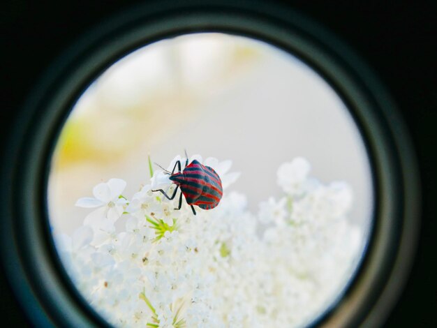 Photo close-up of insect on white flower