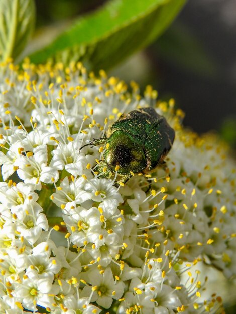 Photo close-up of insect on white flower