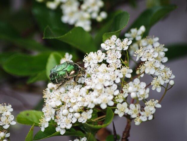 Close-up of insect on white flower