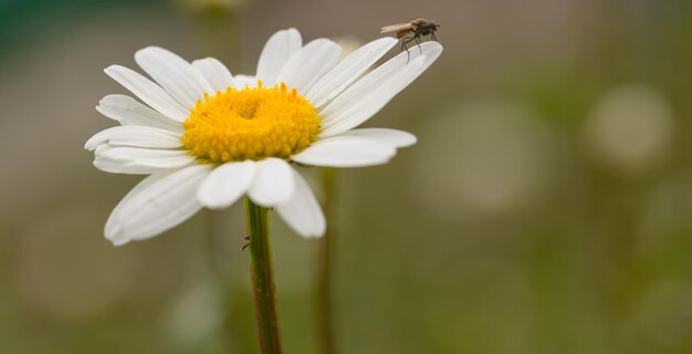 Foto prossimo piano di un insetto su un fiore bianco