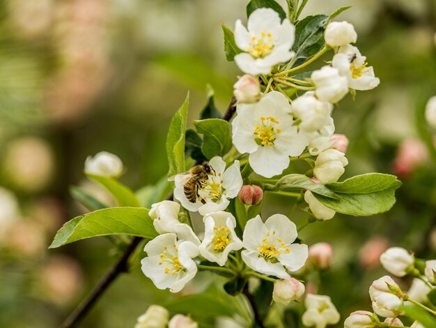 Photo close-up of insect on white flowering plant