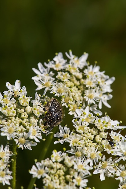 Foto prossimo piano di un insetto su una pianta a fiori bianchi