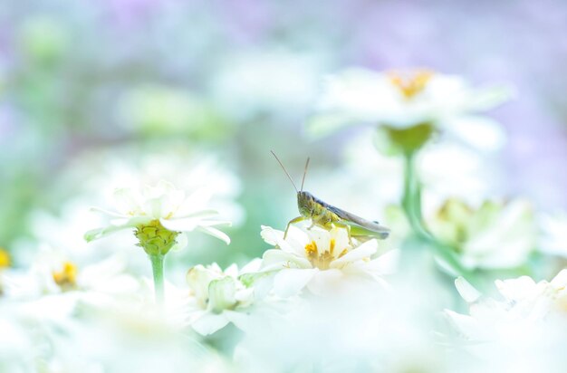 Close-up of insect on white flowering plant