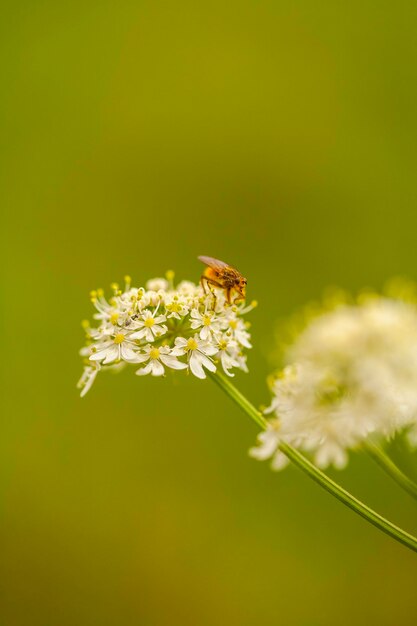 Close-up of insect on white flowering plant